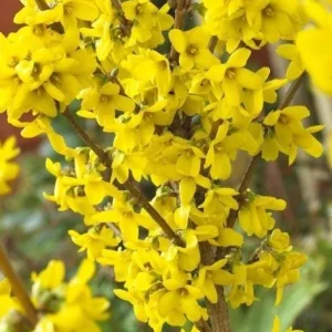 Forsythia Live Plant – Yellow Spring Shrub Tree – 8-10 Inch Tall – Outdoor - Image 4