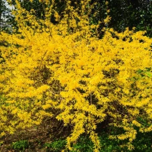 Forsythia Live Plant – Yellow Spring Shrub Tree – 8-10 Inch Tall – Outdoor - Image 5