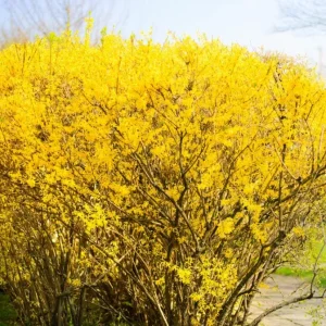 Forsythia Live Plant – Yellow Spring Shrub Tree – 8-10 Inch Tall – Outdoor - Image 6