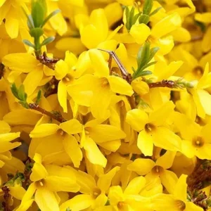 Forsythia Live Plant – Yellow Spring Shrub Tree – 8-10 Inch Tall – Outdoor - Image 7
