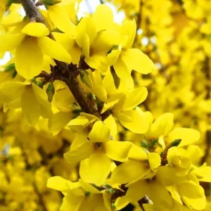Forsythia Live Plant – Yellow Spring Shrub Tree – 8-10 Inch Tall – Outdoor - Image 8