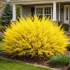 Forsythia Live Plant – Yellow Spring Shrub Tree – 8-10 Inch Tall – Outdoor - Image 1