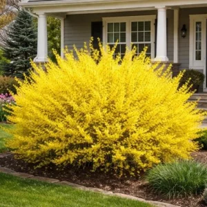 Forsythia Live Plant – Yellow Spring Shrub Tree – 8-10 Inch Tall – Outdoor - Image 1
