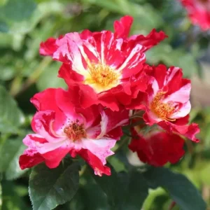 Fourth of July Climbing Rose Live Plant - Red & White Striped Flowers - 4-6 inch Tall - Image 2