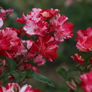 Fourth of July Climbing Rose Live Plant - Red & White Striped Flowers - 4-6 inch Tall - Image 3