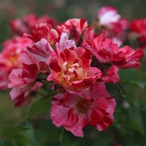 Fourth of July Climbing Rose Live Plant - Red & White Striped Flowers - 4-6 inch Tall - Image 4