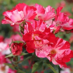 Fourth of July Climbing Rose Live Plant - Red & White Striped Flowers - 4-6 inch Tall - Image 5