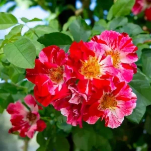 Fourth of July Climbing Rose Live Plant - Red & White Striped Flowers - 4-6 inch Tall - Image 6