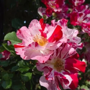 Fourth of July Climbing Rose Live Plant - Red & White Striped Flowers - 4-6 inch Tall - Image 7