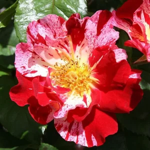 Fourth of July Climbing Rose Plant Live, Red White Striped, 4-8 Inch Tall - Image 1