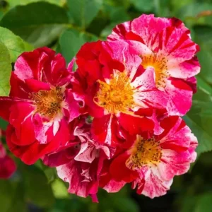 Fourth of July Climbing Rose Plant Live, Red White Striped, 4-8 Inch Tall - Image 3