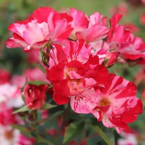 Fourth of July Climbing Rose Plant Live, Red White Striped, 4-8 Inch Tall - Image 4