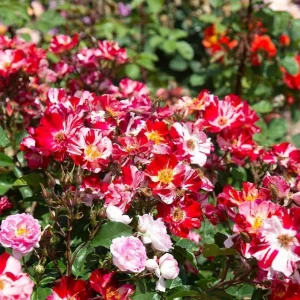 Fourth of July Climbing Rose Plant Live, Red White Striped, 4-8 Inch Tall - Image 5