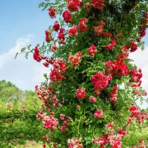 Fourth of July Climbing Rose Plant Live, Red White Striped, 4-8 Inch Tall - Image 7