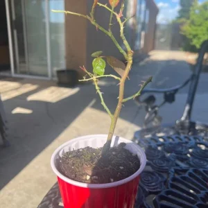 Fourth of July Climbing Rose Plant Live, Red White Striped, 4-8 Inch Tall - Image 8