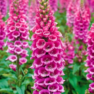 Foxglove Camelot Pink Live Plant - Hardy Perennial Flowers, 2-4 Inch, 3 Inch Pot - Image 2