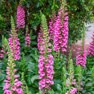 Foxglove Camelot Pink Live Plant - Hardy Perennial Flowers, 2-4 Inch, 3 Inch Pot - Image 3