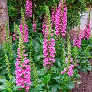 Foxglove Camelot Pink Live Plant - Hardy Perennial Flowers, 2-4 Inch, 3 Inch Pot - Image 4