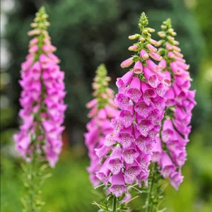 Foxglove Camelot Pink Live Plant - Hardy Perennial Flowers, 2-4 Inch, 3 Inch Pot - Image 5
