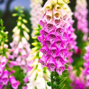 Foxglove Camelot Pink Live Plant - Hardy Perennial Flowers, 2-4 Inch, 3 Inch Pot - Image 6