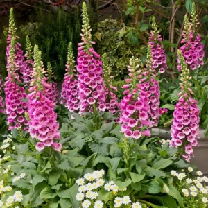 Foxglove Camelot Pink Live Plant - Hardy Perennial Flowers, 2-4 Inch, 3 Inch Pot - Image 7