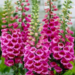 Foxglove Camelot Pink Live Plant - Hardy Perennial Flowers, 2-4 Inch, 3 Inch Pot - Image 8