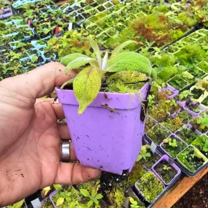 Foxglove Camelot Pink Live Plant - Hardy Perennial Flowers, 2-4 Inch, 3 Inch Pot - Image 9