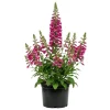 Foxglove Camelot Pink Live Plant - Hardy Perennial Flowers, 2-4 Inch, 3 Inch Pot - Image 1