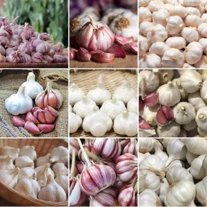 French Mix Garlic Bulbs – Ready to Grow – 0.5 Pound – Planting & Culinary - Image 2