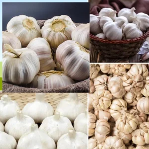 French Mix Garlic Bulbs – Ready to Grow – 0.5 Pound – Planting & Culinary - Image 6
