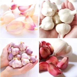 French Mix Garlic Bulbs – Ready to Grow – 0.5 Pound – Planting & Culinary - Image 7