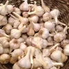 French Mix Garlic Bulbs – Ready to Grow – 0.5 Pound – Planting & Culinary - Image 1