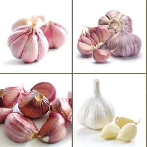 French Mix Garlic Bulbs – Ready to Grow – 0.5 Pound – Planting & Culinary - Image 8