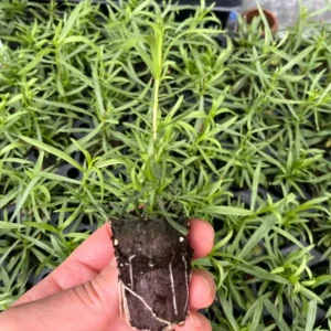 French Tarragon Live Plant - 4-5 Inch Tall Perennial Herb for Culinary Gardens - Image 3