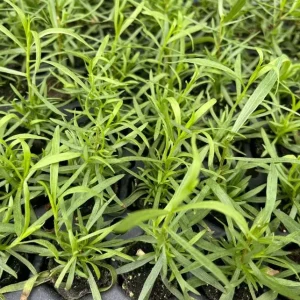French Tarragon Live Plant - 4-5 Inch Tall Perennial Herb for Culinary Gardens - Image 4