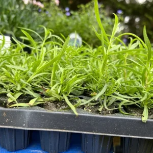 French Tarragon Live Plant - 4-5 Inch Tall Perennial Herb for Culinary Gardens - Image 5