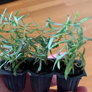 French Tarragon Live Plant - 4-5 Inch Tall Perennial Herb for Culinary Gardens - Image 6