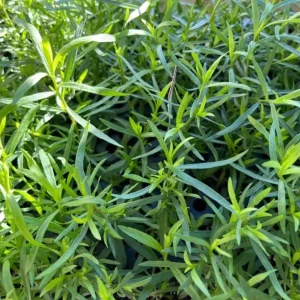 French Tarragon Live Starter Plant for Garden - Well-Rooted Herb, 4-6 Inch Tall - Image 4