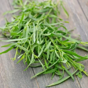 French Tarragon Live Starter Plant for Garden - Well-Rooted Herb, 4-6 Inch Tall - Image 6