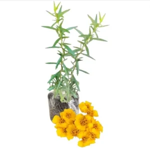 French Tarragon Live Starter Plant for Garden - Well-Rooted Herb, 4-6 Inch Tall - Image 8