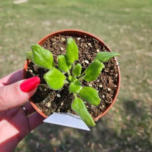 Frosty Frolic African Violet Live Plant - Young Starter in 4 Inch Pot - Indoor - Image 2