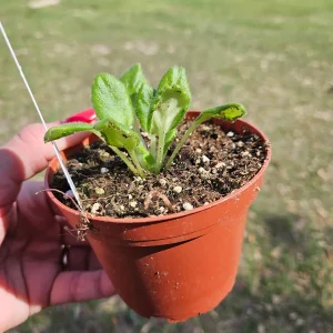 Frosty Frolic African Violet Live Plant - Young Starter in 4 Inch Pot - Indoor - Image 3