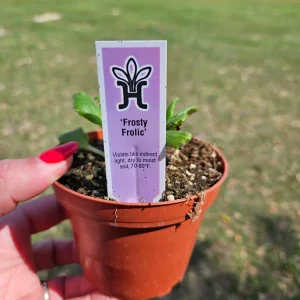 Frosty Frolic African Violet Live Plant - Young Starter in 4 Inch Pot - Indoor - Image 4