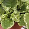 Frosty Frolic African Violet Live Plant - Young Starter in 4 Inch Pot - Indoor - Image 1