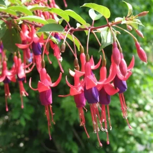 Fuchsia Angel Earrings Cascading Live Plant, Trailing Flower for Hanging Baskets, 4-6 Inch Tall - Image 2