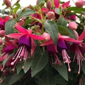 Fuchsia Angel Earrings Cascading Live Plant, Trailing Flower for Hanging Baskets, 4-6 Inch Tall - Image 3