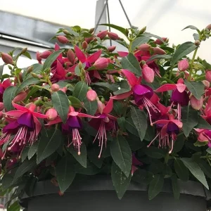 Fuchsia Angel Earrings Cascading Live Plant, Trailing Flower for Hanging Baskets, 4-6 Inch Tall - Image 4