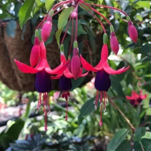 Fuchsia Angel Earrings Cascading Live Plant, Trailing Flower for Hanging Baskets, 4-6 Inch Tall - Image 5