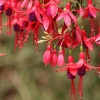 Fuchsia Angel Earrings Cascading Live Plant, Trailing Flower for Hanging Baskets, 4-6 Inch Tall - Image 1