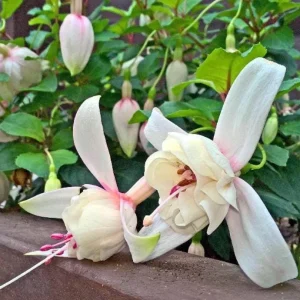 Fuchsia Annabelle White Live Plug Plant – 2-5 Inch – Double White Flowers for Baskets - Image 5